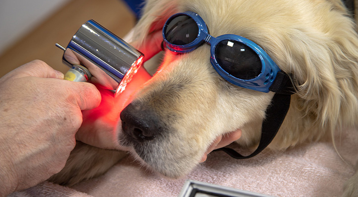 Laser Therapy for dogs